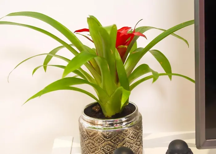 - Ferreiras * Batalha